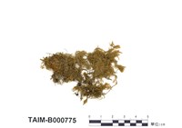 藏品(黃葉細濕苔)的圖片